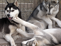 Huskies Erleben